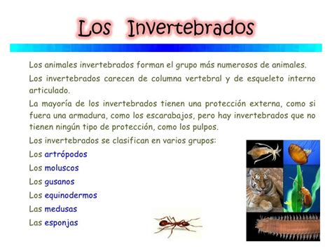 Animales Invertebrados Grupos