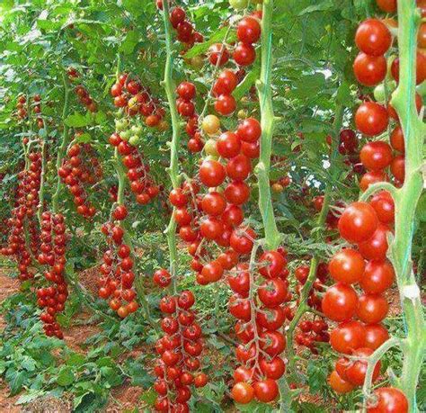 Beautiful Tomato Garden Edible Garden Tomato