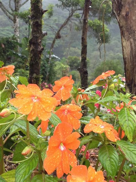 Flores De Costa Rica Costa Rica Plants Flowers Plant Planets