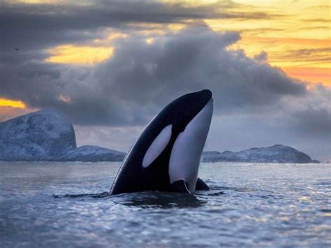 Killer Whales Under Threat From Toxic Ocean Chemicals Express And Star