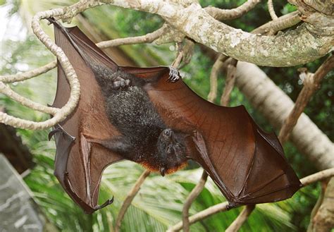 Maybe you would like to learn more about one of these? Objek Taman Wisata Alam Sangeh Monkey Forest Bali | Bali ...