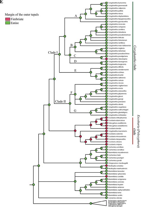 ﻿phylogenetic Relationships In Coryphantha And Implications On