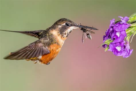 Natural Big View Hummingbirds What Do They Eat