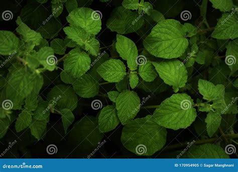 A Close Up Of Peppermint Leaves Stock Image Image Of Peppermint
