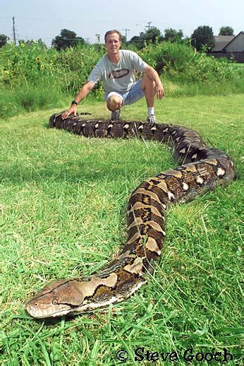 Animals World World Biggest Snake Anaconda