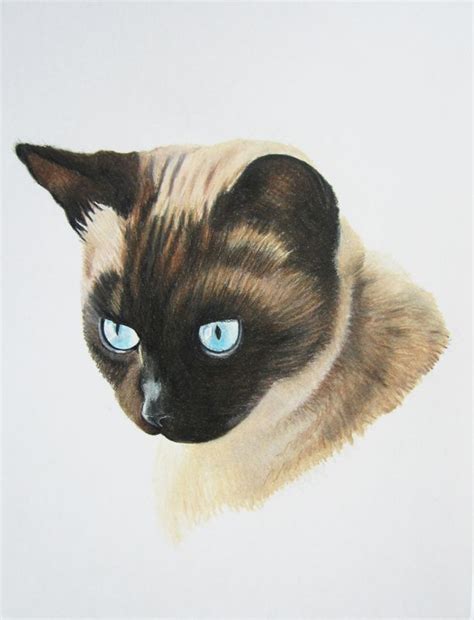 Siamese Cat Named Sabrina Prismacolor Drawing By Vanessa Lopez