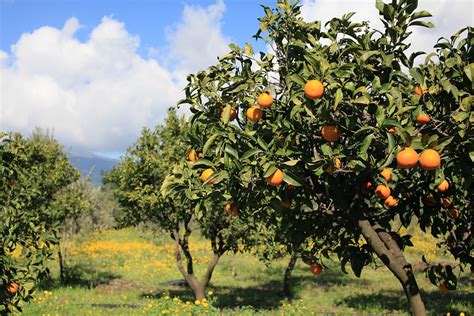10 Árboles Frutales ¡nombres De Los árboles Y Sus Frutos
