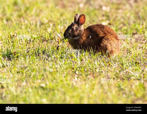 Wild Brown Bunny Rabbit Nibbles Grass At Wakodahatchee Wetlands Near Delray Beach In Florida