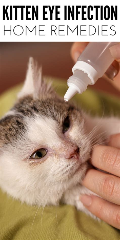 How To Treat A Kitten Eye Infection At Home And Signs And Symptoms