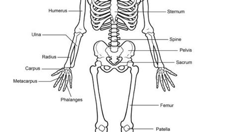 Find printable anatomy here and you can print out. Human Skeleton Labelled Printable Human Skeleton Diagram - Labeled, Unlabeled, And Blank | Human ...