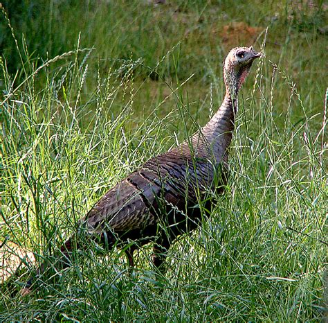 North Carolina Wild Turkey Meleagris Gallopavo Silvestris Flickr