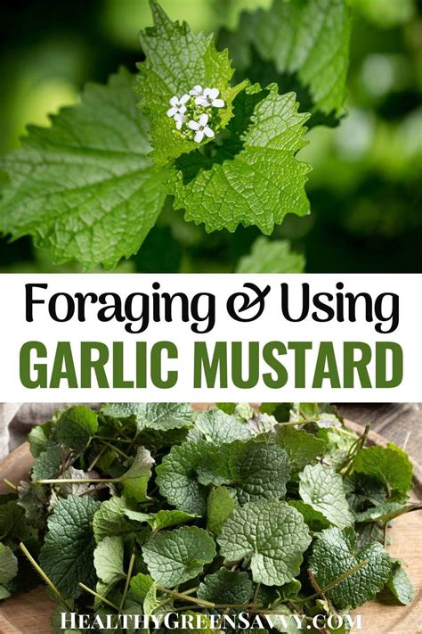 16 Garlic Mustard Recipes And Uses For Garlic Mustard Plant
