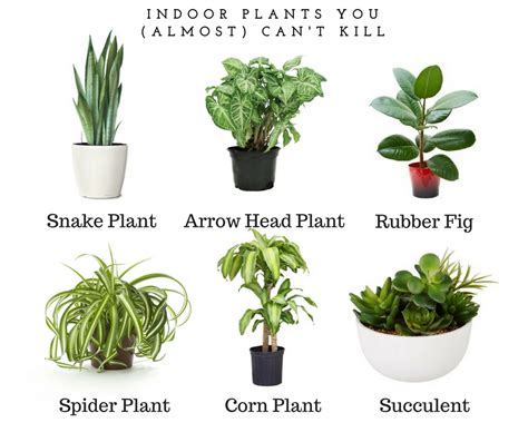 The Best Indoor Plants For Lazy People The Green Hub
