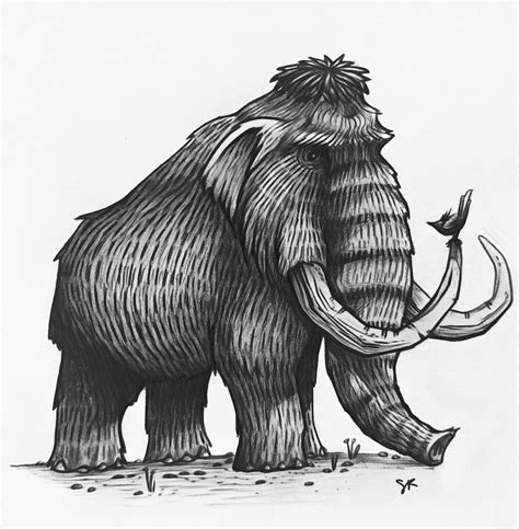 Woolly Mammoth Drawing Illustration By Sara Riley Feet Drawing