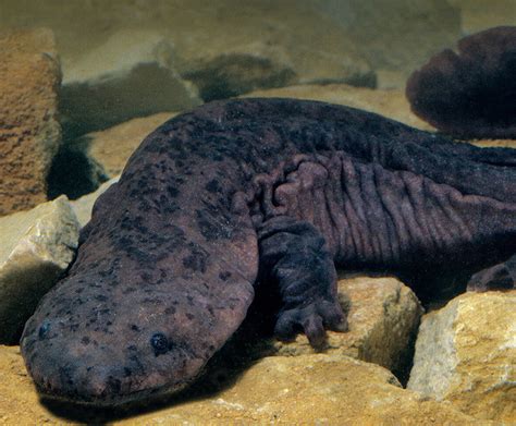 Chinese Giant Salamander San Diego Zoo Wildlife Explorers