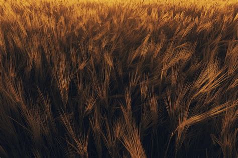 Wheat Nature Plant Field Ears Spikes Hd Wallpaper Pxfuel