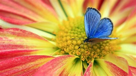 Find & download free graphic resources for butterfly. Blue Butterfly on Flower Wallpaper | HD Wallpaper Background