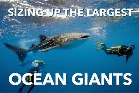 Infographic Sizing Up The Largest Ocean Giants Maritimecyprus
