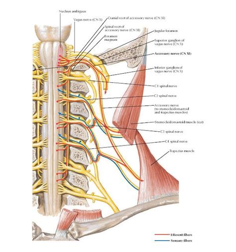 Accessory Nerve Cn Xi Schema Anatomy Nucleus Ambiguus Vagus Nerve