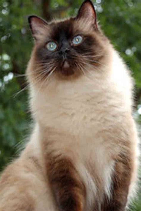 24 Beautiful Ragdoll Cat Breeds Images That Inspired Photographer Ideas