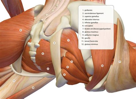 Left hip muscles anatomy / hip joint anatomy / related online courses on physioplus. Deep Hip Muscles in Pigeon Pose - This image is from the ...