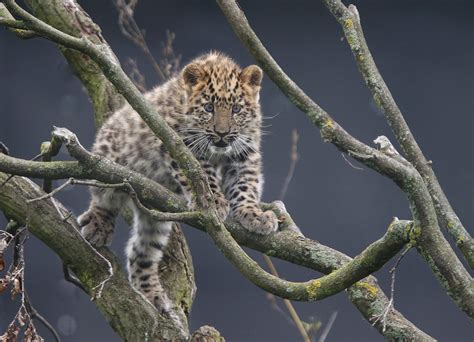 An Amur Leopard Cub Atop A Tree 1600×1157 Photographed By Tony 1