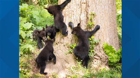 Black Bear With 5 Cubs Is A Rare Sight