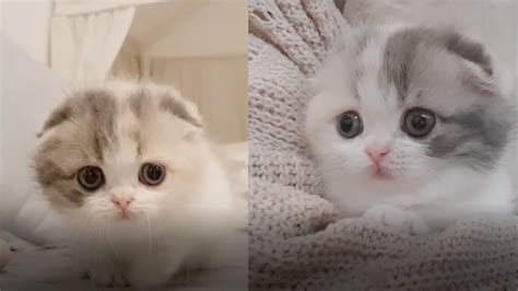 Cute Little Cat Youtube