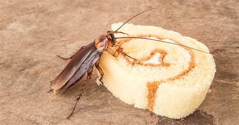 Roaches have powerful mandibles, but they are only able to. What Do Cockroaches Eat? - What Attracts Roaches - Raid®
