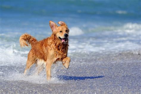 Aside from cold water, you can also make frozen treats so your dog will have something to chew to ease the hot temperature. How to Keep Your Dog Cool in the Hot Summer Days - ThePetDaily