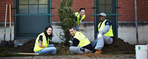 Tree Care And Planting Tree Pittsburgh