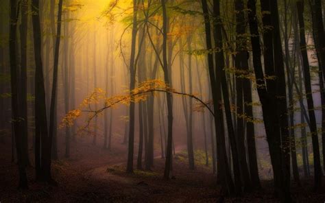 General 1920x1200 Nature Landscape Fall Mist Forest Leaves Path