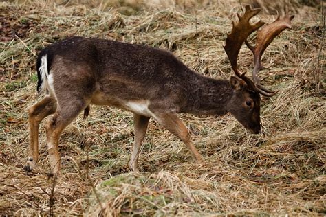 Både kronhjort och dovhjort använder sina horn för att strida mot andra hjortar för att få rätten att para sig och även som skydd honan hos både kronhjort och dovhjort kallas hind och hanarna kallas hjort. Gratis bilder på dovhjort - Klövdjur