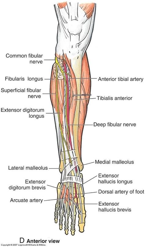 Image Anteriorlegnervesarteries For Term Side Of Card Ankle Joint