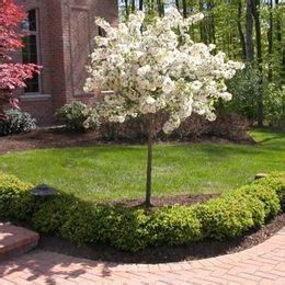 Dwarf evergreens provide winter habitat for many different birds, and those that produce cones provide food as well. Sargent Crabapple Tree: just got this from the Arbor Day ...