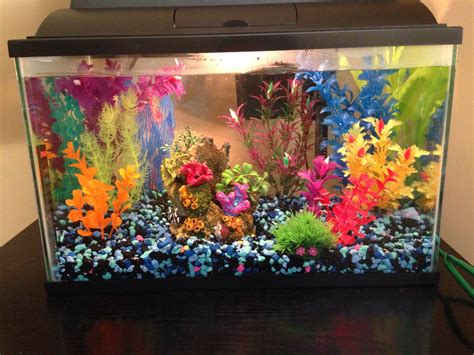 25 Gallon Fish Tank Stocking Ideas Super Aquarium Fish