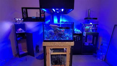 80 Gallon Reef Tank Post Vacation Update Youtube
