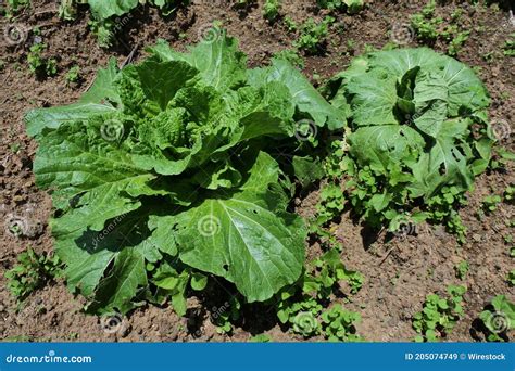 High Angle Shot Of Romaine Lettuce Growing In A Farm Field Under The