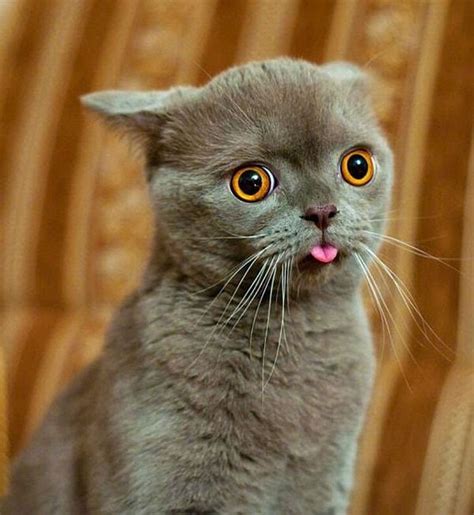 Funny Cat Expressions Cute Cats