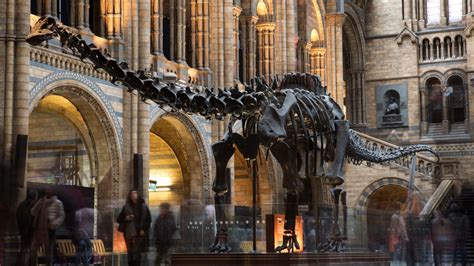 Londons Natural History Museum Outsmarted By 10 Year Old