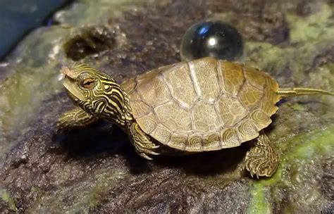 Cute Pet Turtles That Stay Small Forever Smallest Turtle Species Aquaticpals
