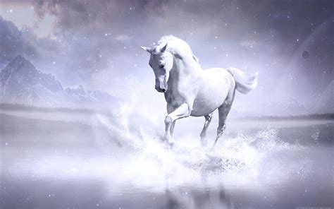 White Horse Hd Animals 4k Wallpapers Images Backgrounds Photos And