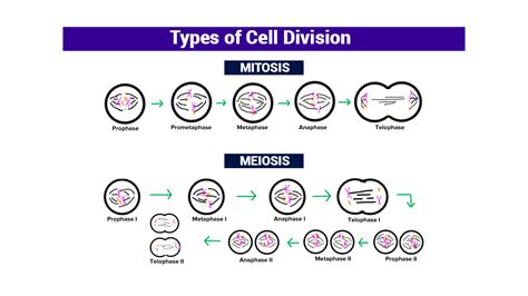 What Are The Stages Of Mitosis And Meiosis
