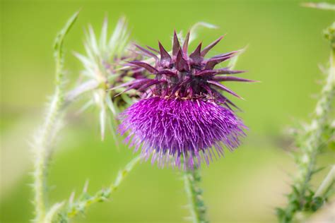 Gratis Billeder Natur Fotografering Lilla Kronblad Flor Gr N