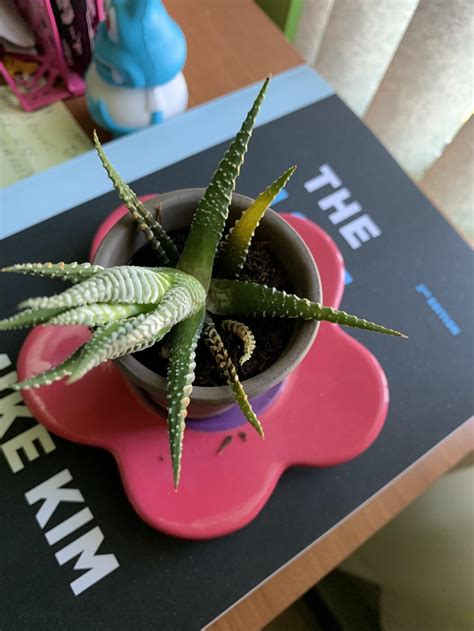The aloe vera did end up dying for no apparent reason, though. Ask a Question forum→Help! Zebra Cactus rotting/dying ...