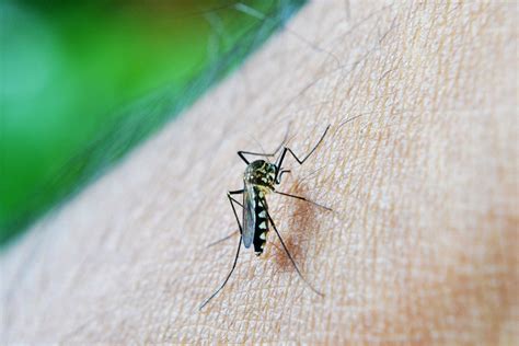 Mosquito Bites Vs Bed Bug Bites Control Exterminating Company