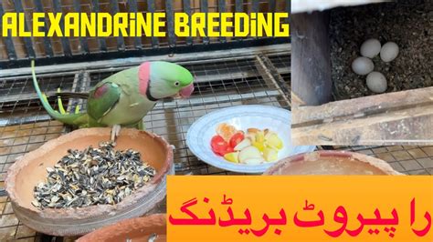 Alexandrine Raw Parrot Breeding Pahari Big Cage Pair Eggs Home Setup Tour Vlog No 1