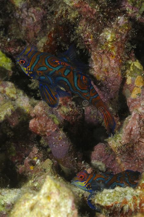 Male And Female Mandarin Fish Synchiropus Splendidus Hidden In Hard
