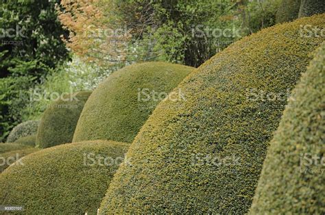 Clipped Hedges Stock Photo Download Image Now Bush Color Image