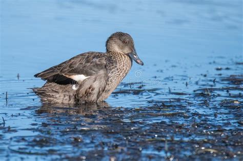 Chestnut Teal Duck On The Lake Stock Photo Image Of Beach Animals